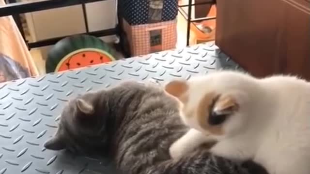 cute cat lovey video