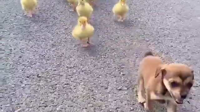 Whose a winner⁉️ Dog vs Ducks