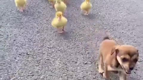 Whose a winner⁉️ Dog vs Ducks