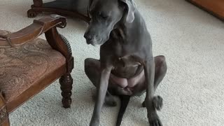 Great Dane Uses Both Legs to Scratch