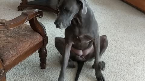 Great Dane Uses Both Legs to Scratch