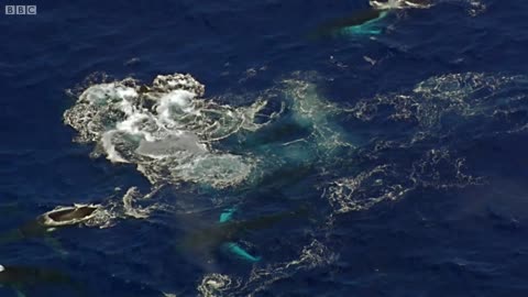 Two Beautiful Humpback Whales Dance | Animal Attraction | BBC Earth