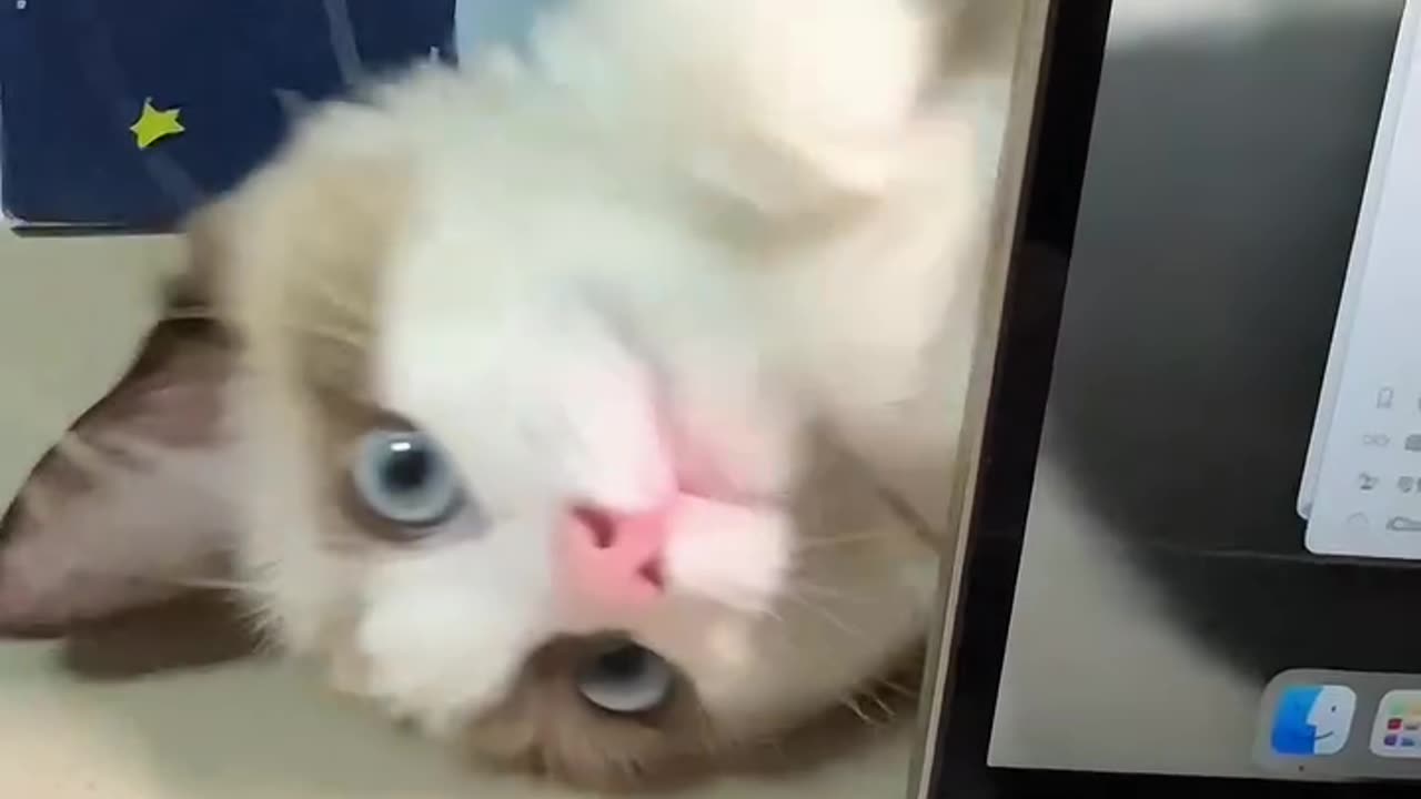 Funny and Cute Cats Videos #437