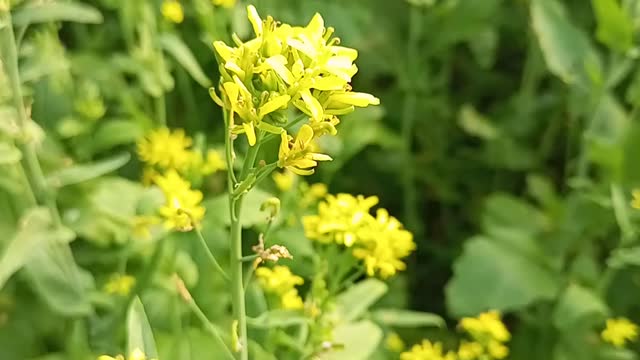 Mustard Flower Tree Special video