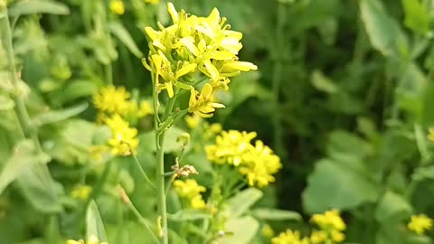 Mustard Flower Tree Special video