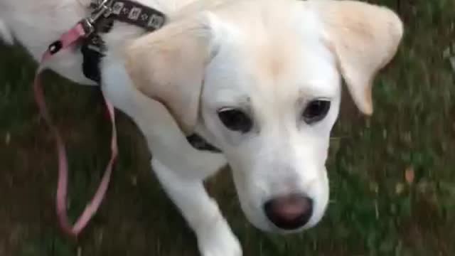 Dog is playing with her owner