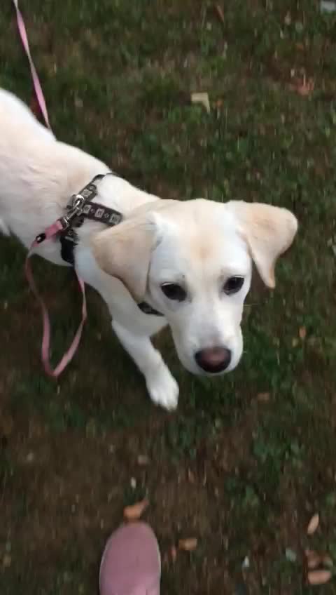 Dog is playing with her owner