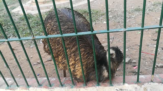 Rarely African Emu Follows Owner Movements