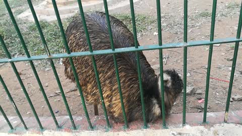 Rarely African Emu Follows Owner Movements