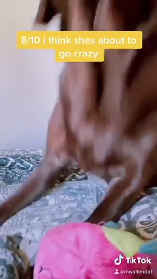 Rating my dogs actions