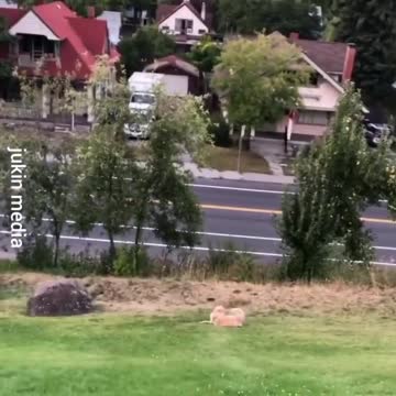Damn that dog knows how to claw every inch of fun out of that hill! Smart dog!