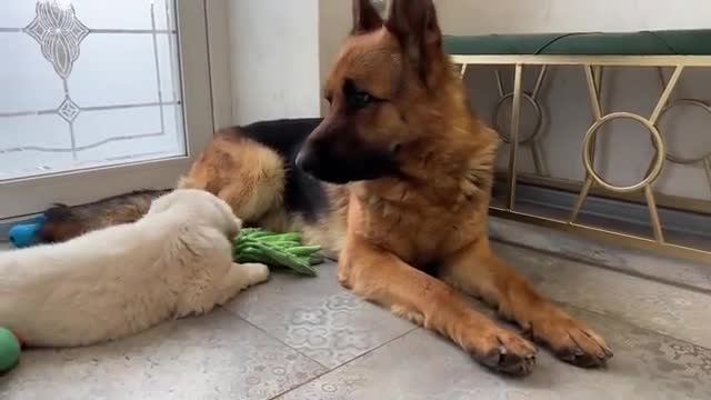 German Shepherd Confused by a Tiny Golden Retriever Puppy