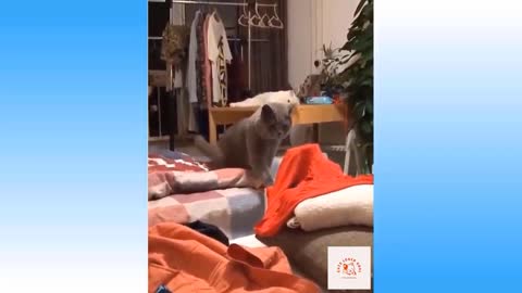 Cute Cats