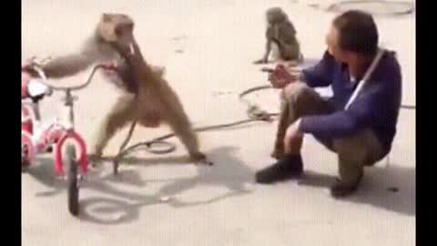 Funniest Monkeys