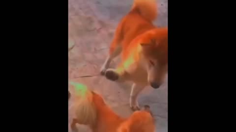 Dog Funny Video