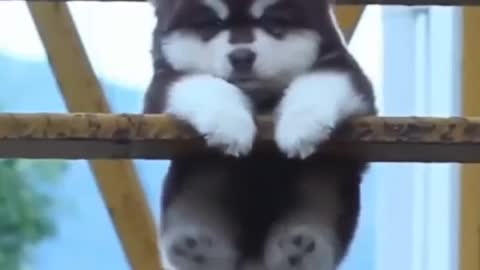 I want a Puppy like this It's so cute ！！！ I love it ！