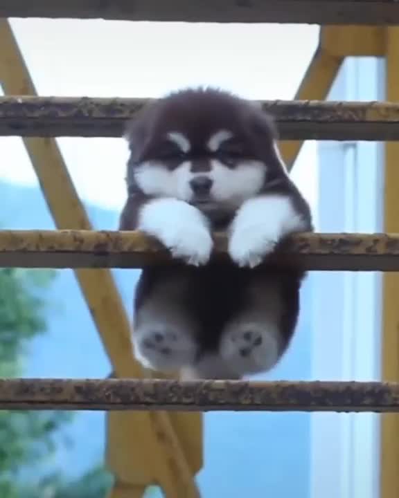 I want a Puppy like this It's so cute ！！！ I love it ！