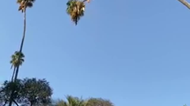 Man Almost Die!! Cutting a Palm Tree