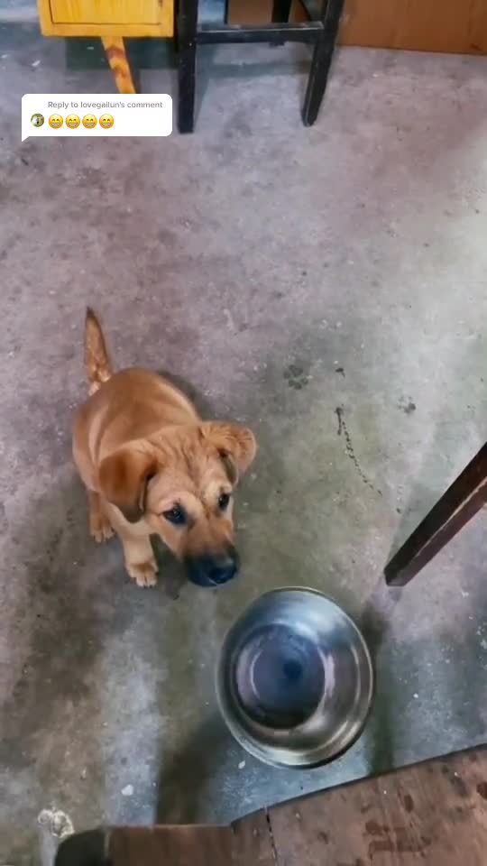 Smart animal you have ever seen before