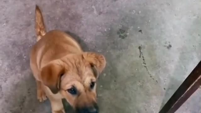 Smart animal you have ever seen before