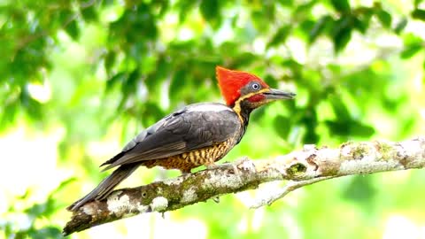 Woodpecker bird is a natural saw