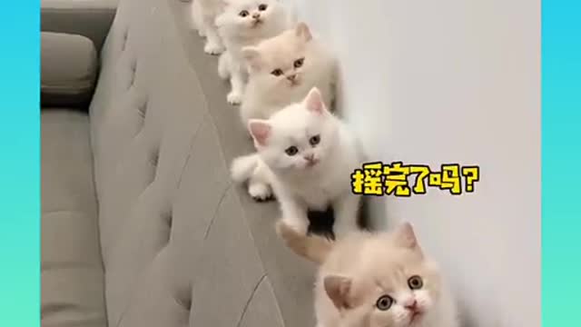 Funny cat video 4