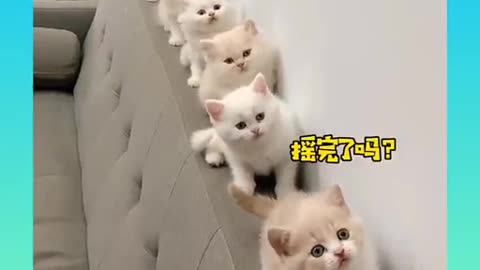 Funny cat video 4