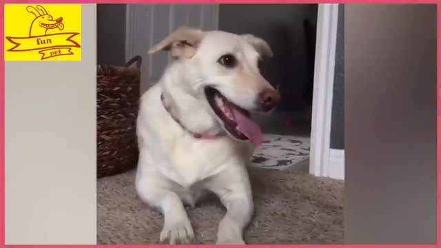 Try Not to Laugh Challenge! �� _ Animal Fails of the Week _ Funny Pet Videos _ AFV Live 4