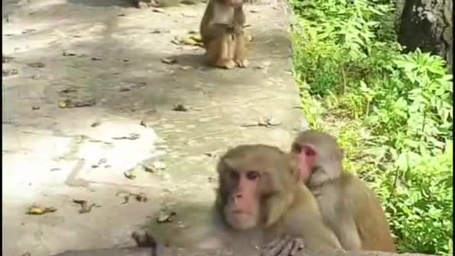 Angry monkey on street