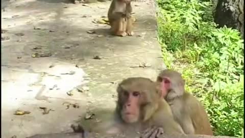 Angry monkey on street