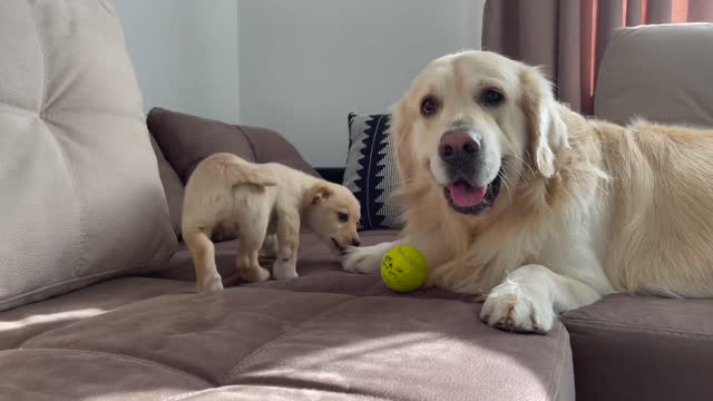 🐕Puppy trying to play with golden retriever