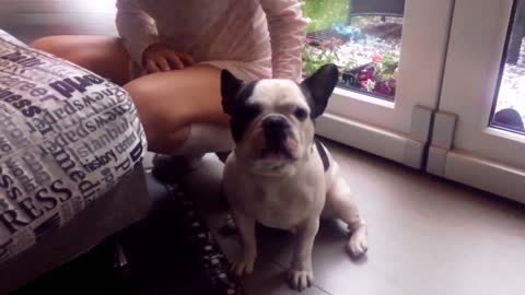 JOGS DOGS are yelling Fun, Pranks, Jokes, Humor