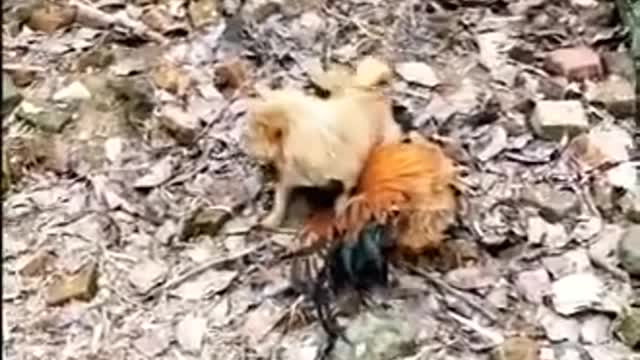 Dog Fighting Chicken Funny Dog Fighting Moments