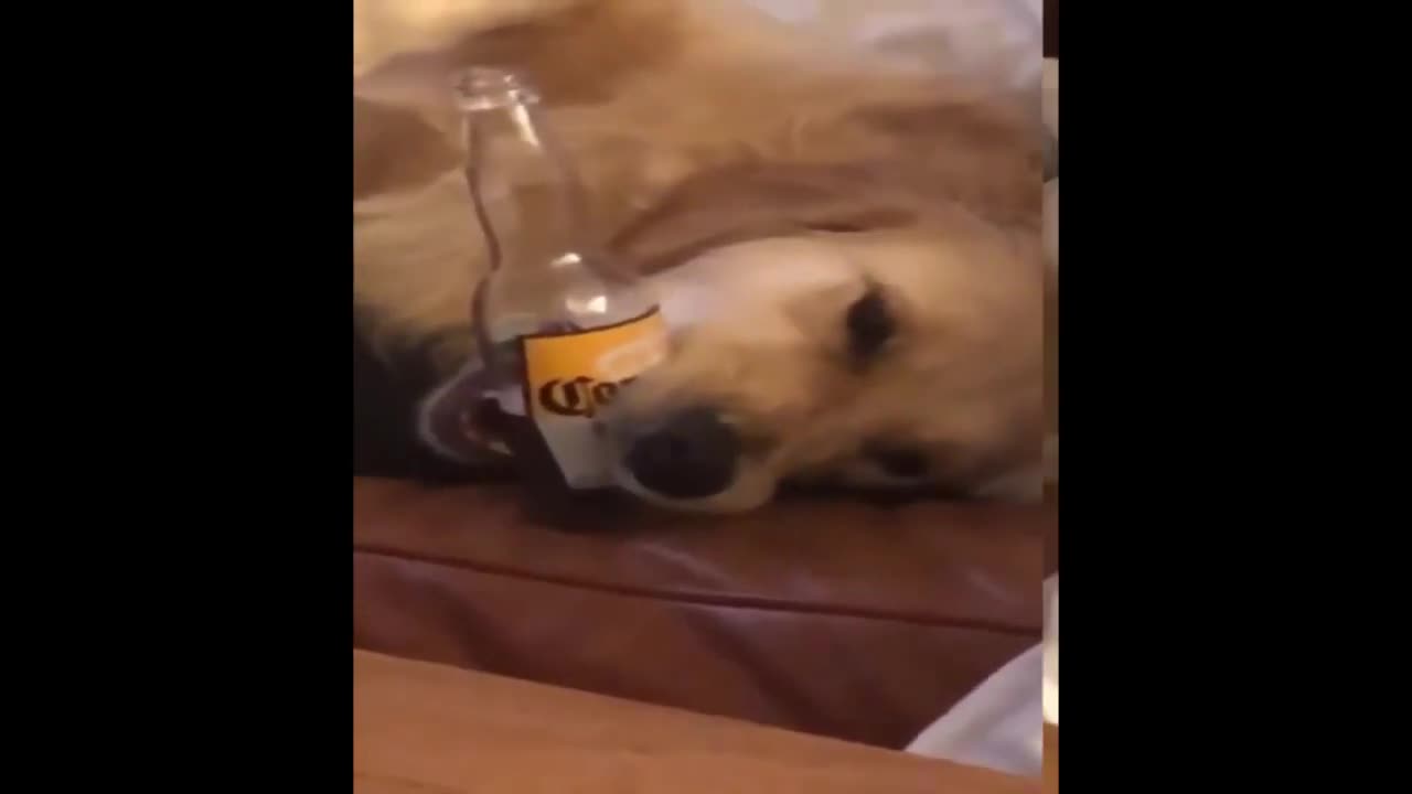 Dog holds beer for its owner