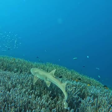 Fish Swimming In The Sae #Fish_Swimming_In_The_Sea#animals_Nuture #tortoise #Recpect