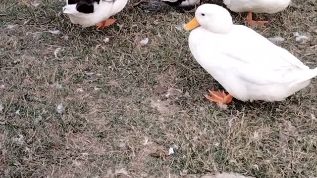 Cutest Ducks 🦆 In The World By Kingdom of Awais