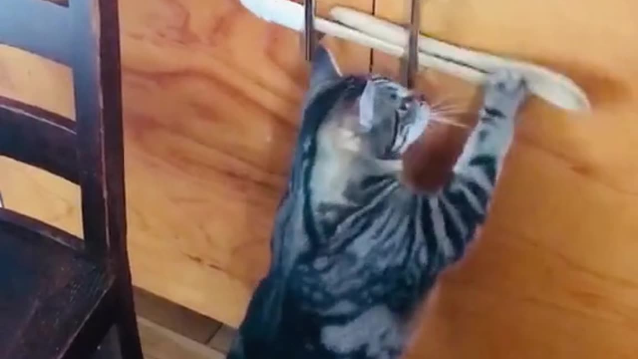 cat works out how the doors were being locked up.