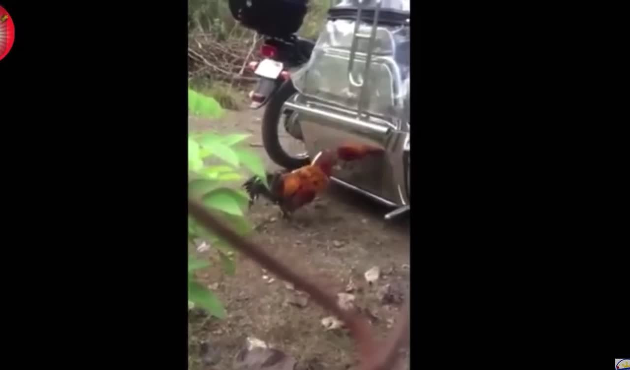 angry chicken Hh