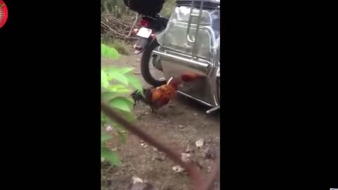 angry chicken Hh