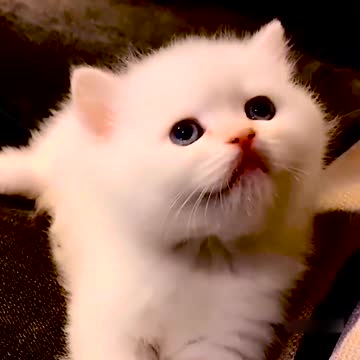 Marshmallow Munchkin Kittens So Cute It Hurts! 3