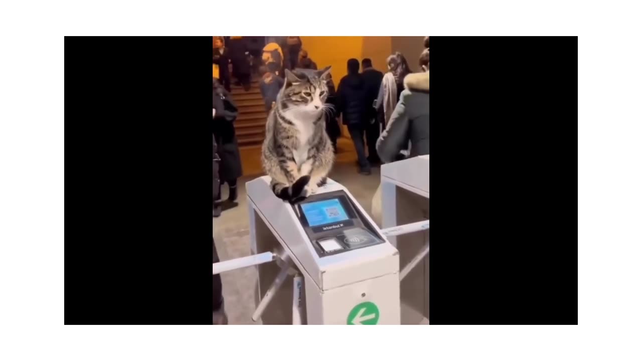 22M views: New Funny Animals π Funniest Cats and Dogs Videos πΊπΆ