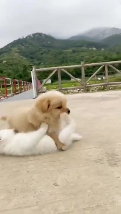 Kittens and puppies play together