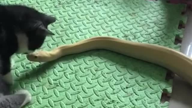 Frightened cat jumps on the snake