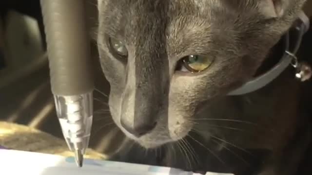 Look how This Cat is following Rising Pen in Slow Motion