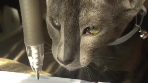 Look how This Cat is following Rising Pen in Slow Motion