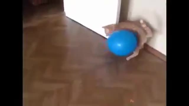 Cute😍Funny Cat Reaction to Playing Baloon