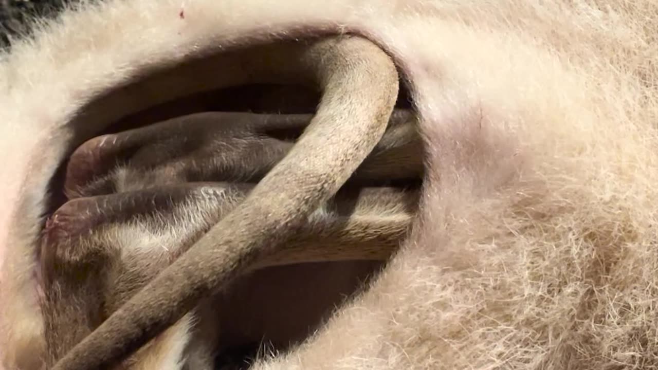 Wallaby Joey Rescued And Rehabilitated