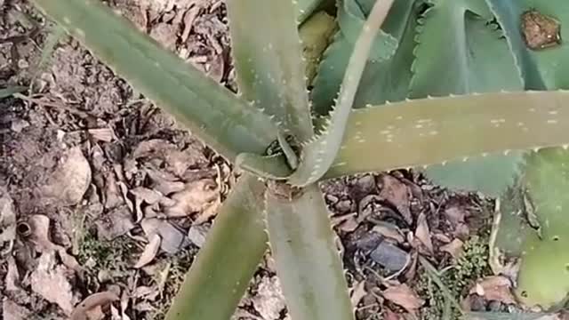 Natureza