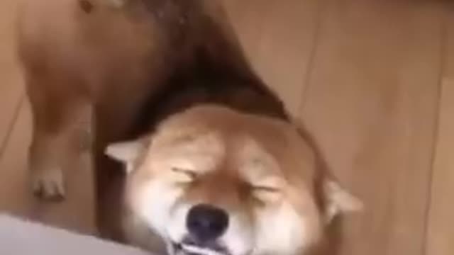 CUTE FUNNY DOG