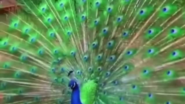 Slo-Mo #2 Beautiful Peacock Showing off. #Shorts